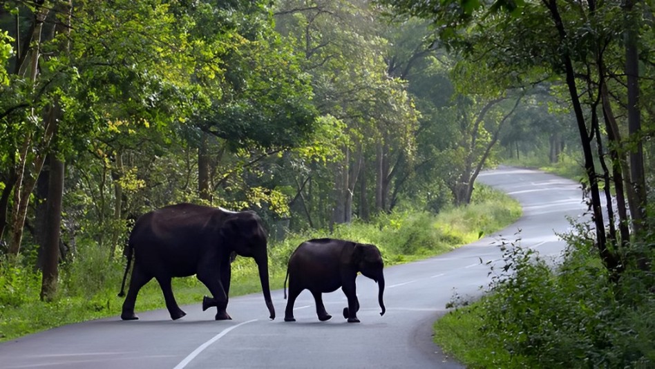 Wildlife safari